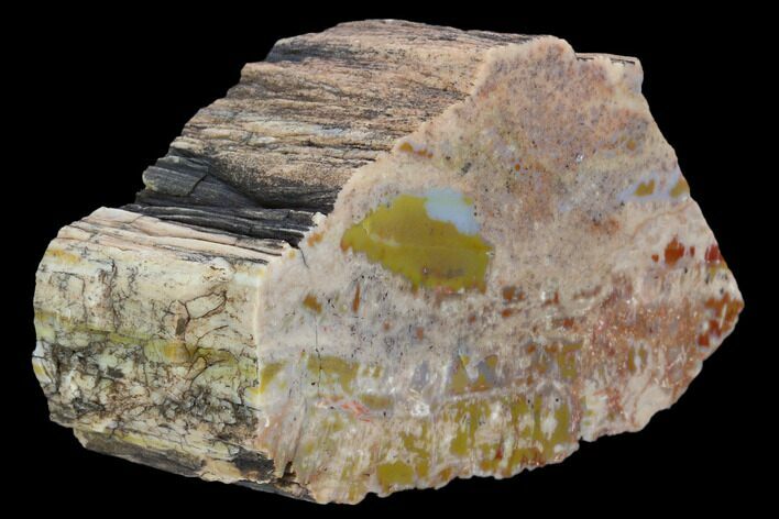 Thick, Polished Petrified Wood Section - Arizona #129456